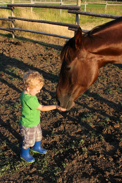 農場の少年 — ストック写真