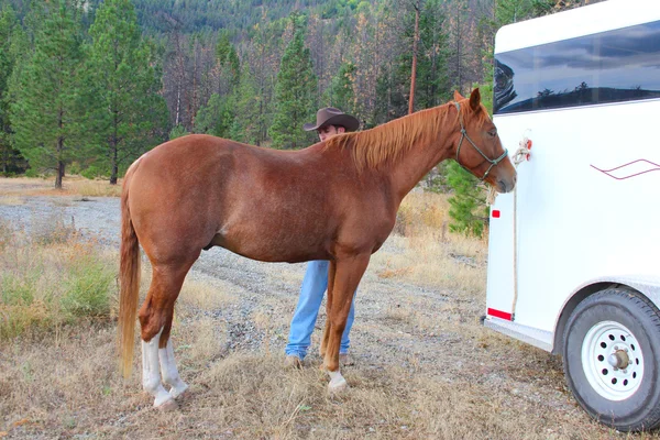 Toilettage des chevaux — Photo