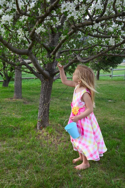 Picking blossoms — Stock Photo, Image