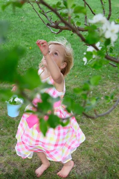 Picking blossoms — Stock Photo, Image