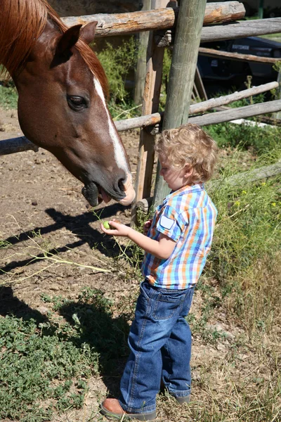 Menino e cavalo — Fotografia de Stock