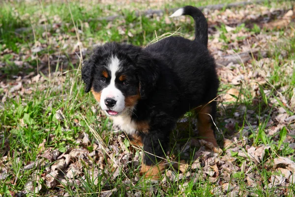 Bernese perro de montaña —  Fotos de Stock