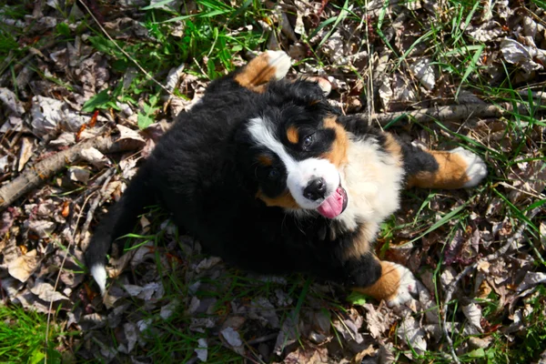 Bernese perro de montaña —  Fotos de Stock
