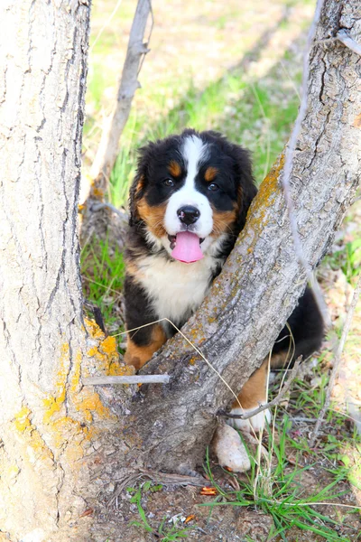 Bernese perro de montaña — Foto de Stock