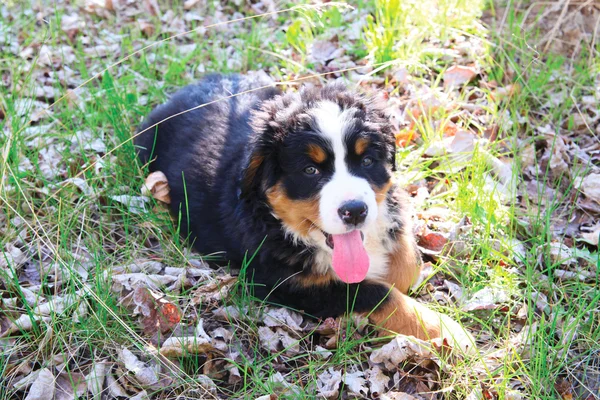 Bernese dağ köpeği — Stok fotoğraf