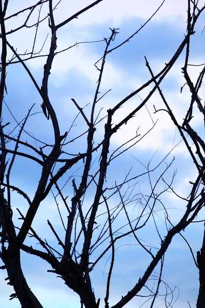 Abstract branches — Stock Photo, Image