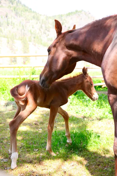 Mare and Colt — Stock Photo, Image