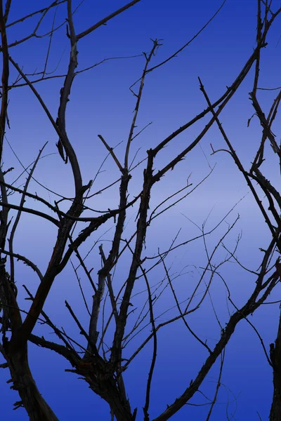 Abstract branches — Stock Photo, Image