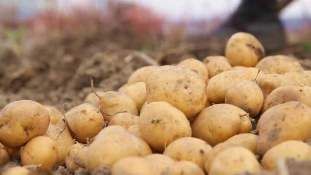 Patatas — Vídeos de Stock