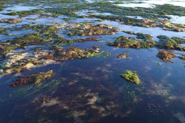 Deniz kıyısında gelgit tarafından