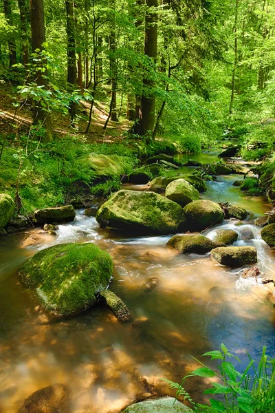 Il fiume nella foresta - HDR — Foto Stock