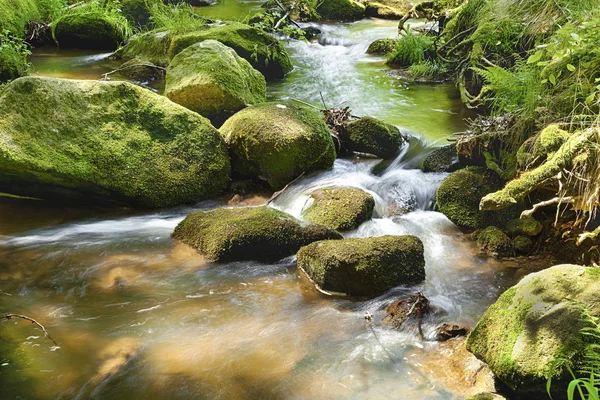 Il fiume nella foresta - HDR — Foto Stock