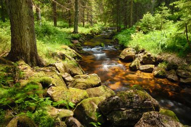 River in the forest - HDR clipart