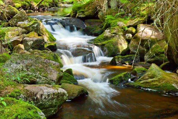 Rio na floresta — Fotografia de Stock