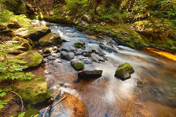 Rio na floresta - HDR — Fotografia de Stock