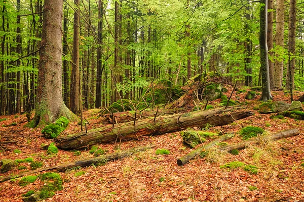 A floresta primitiva-HDR — Fotografia de Stock