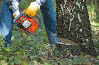 Oduncu ağacı tarafından chainsaw keser.