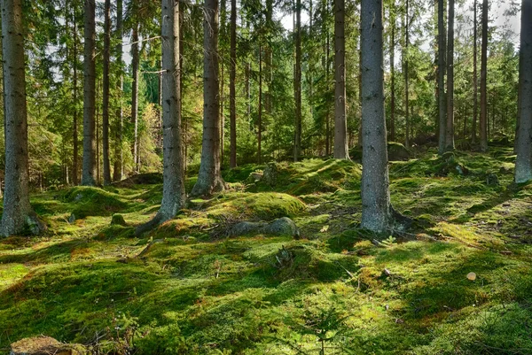 Первобытный лес-HDR — стоковое фото