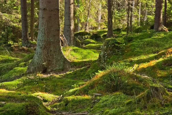 A floresta primitiva — Fotografia de Stock