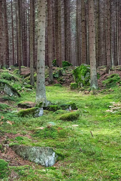 Primeval forest-hdr — Stockfoto