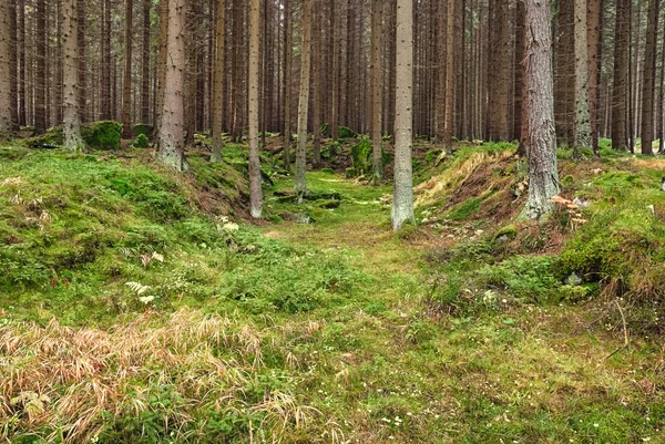 The primeval forest-HDR — Stock Photo, Image