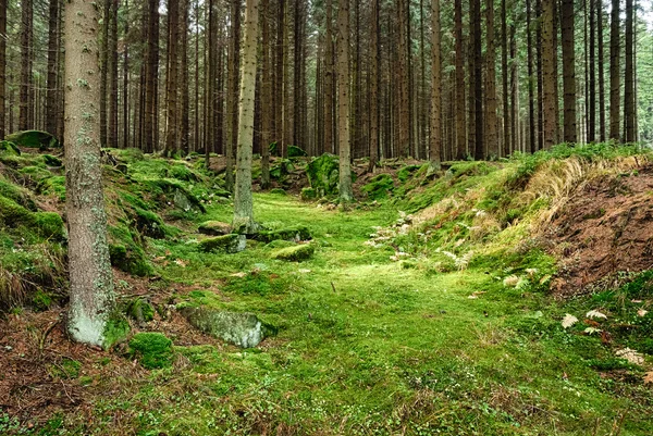 La forêt primitive-HDR — Photo