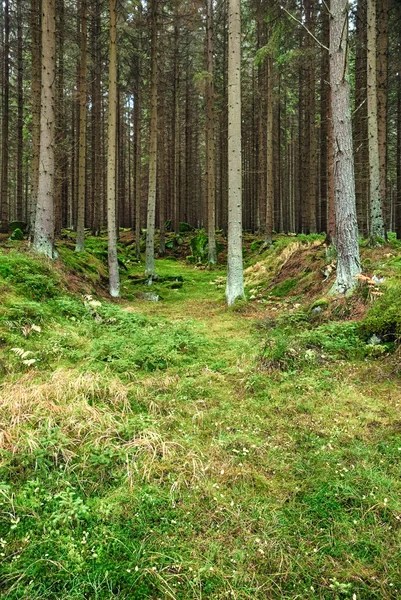 Pierwotnego lasu hdr — Zdjęcie stockowe
