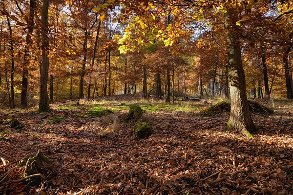 The Oak tree forest — Stock Photo, Image