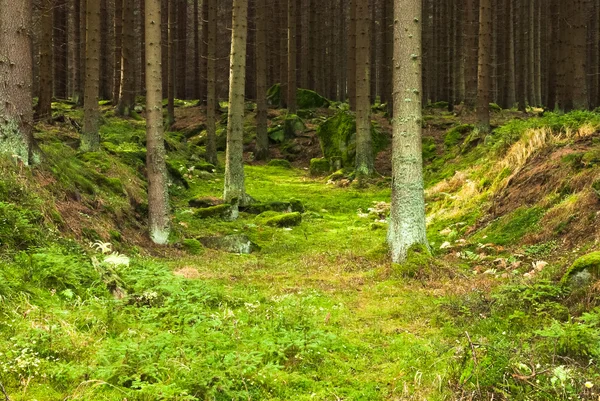 A floresta primitiva — Fotografia de Stock