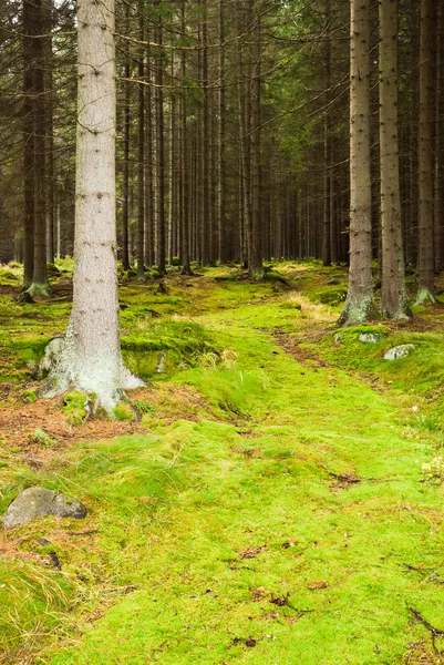 A floresta primitiva — Fotografia de Stock