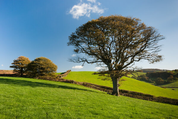 The English tree