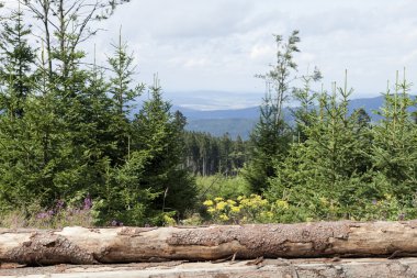 Ormanda odun yığını