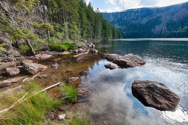 orman tarafından çevrelenmiş buzul siyah lake