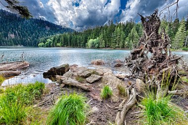 orman tarafından çevrelenmiş buzul siyah lake