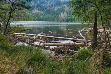 orman tarafından çevrelenmiş buzul devils lake
