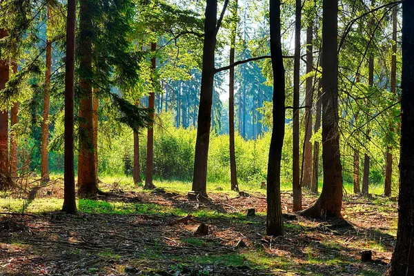 Las Porannym Słońcu — Zdjęcie stockowe