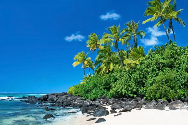 Untouched sandy beach with palms trees and azure ocean in backgr — Stock Photo, Image