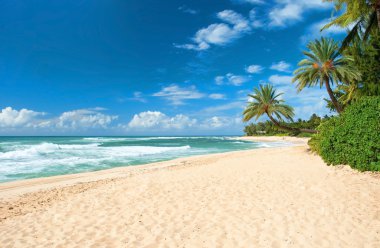 Untouched sandy beach with palms trees and azure ocean in backgr clipart