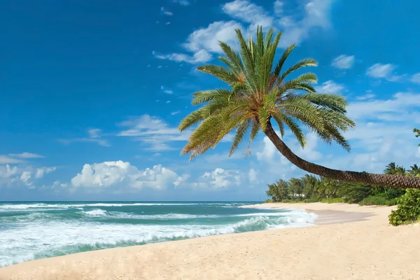 Untouched sandy beach with palms trees and azure ocean in backgr — Stock Photo, Image