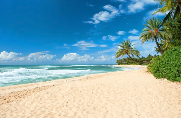 Nietknięty piaszczystej plaży z palmami, drzewami i Lazur oceanu w tle — Zdjęcie stockowe