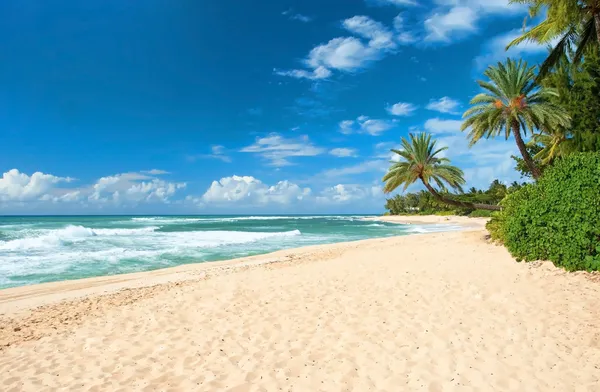 Nietknięty piaszczystej plaży z palmami, drzewami i Lazur oceanu w tle — Zdjęcie stockowe