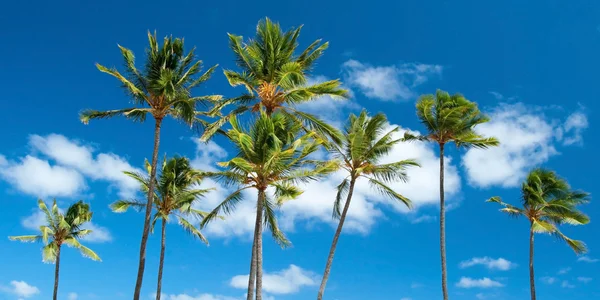 Palmbomen met azuurblauwe blauwe hemel met wolken in de achtergrond — Stockfoto