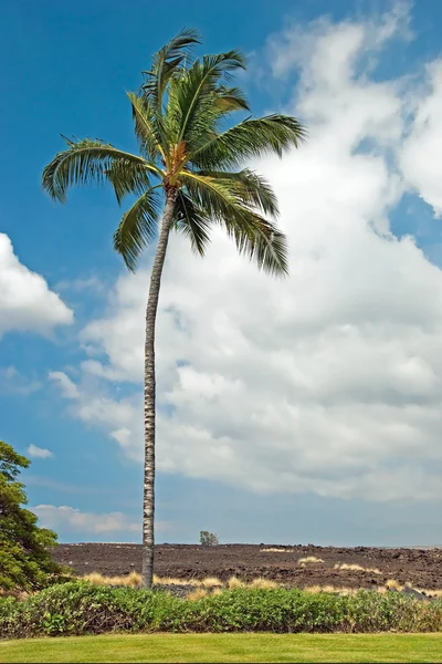 棕榈树在科纳大岛夏威夷与熔岩中高建群的字段 — 图库照片