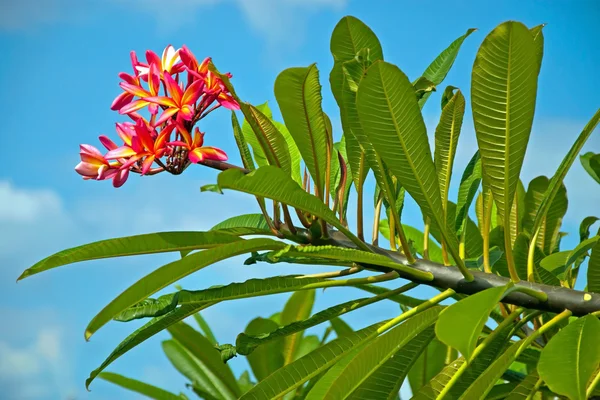 Tropical hawaiian flower Plumeria — Stock Photo, Image