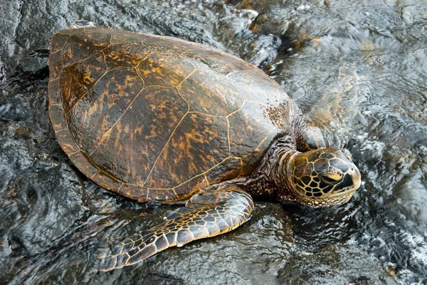 Большая зелёная черепаха на Гавайях — стоковое фото