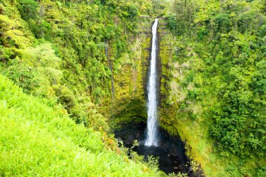 hawaii büyük ada tropikal yağmur ormanının içinde Akaka düşüyor