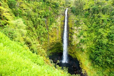Akaka Falls on the Big Island of Hawaii in a tropical rain fores clipart