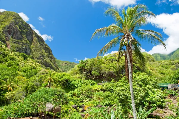 Iao Valley State Park a Maui Hawaii — Foto Stock