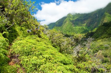 IAO valley state park maui Hawaii