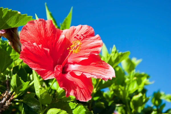 Beautiful view of red Hibiscus flower — Stock Photo, Image
